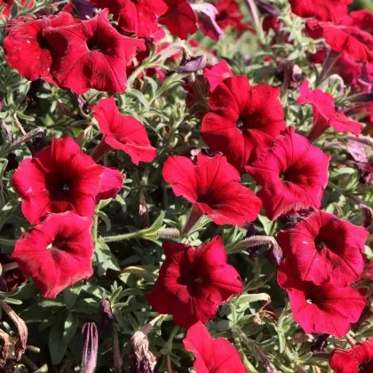 Petúnie Cascadini F1 Red - Petunia x atkinsiana - prodej semen - 15 ks