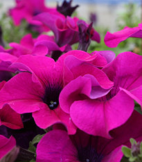 Petúnie Cascadini F1 Purple - Petunia x atkinsiana - prodej semen - 15 ks