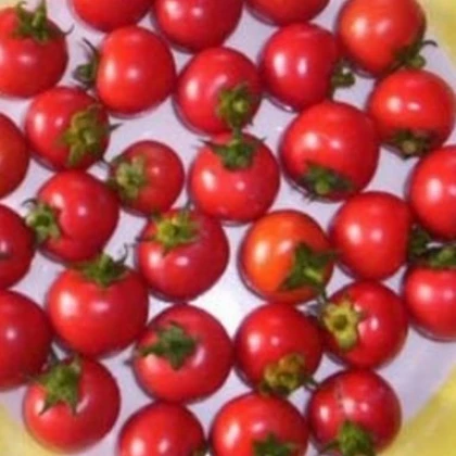 Rajče koktejlové Bistro - prodej semen rajčat - 15 ks