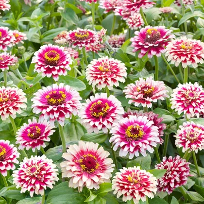 Ostálka Flamenco - Zinnia elegans - prodej semen - 50 ks