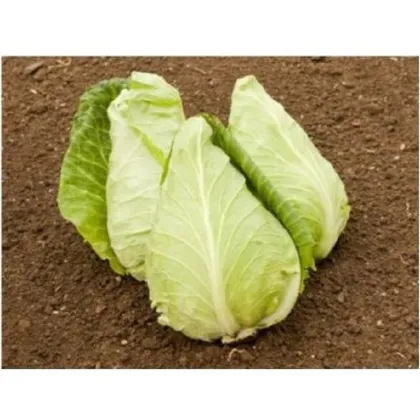 BIO Zelí bílé Eersteling - Brassica oleracea - prodej bio semen - 20 ks