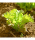 Semena salátu Crispitta II - prodej výsevních pásků - 5 m