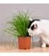 Semena kočičí trávy - prodej výsevních disků - 5 m