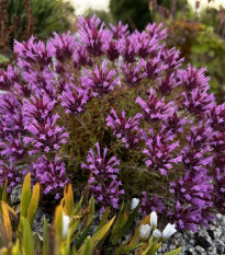 Mateřídouška dlouhokvětá - Thymus longiflorus - prodej semen - 50 ks