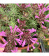 Mateřídouška dlouhokvětá - Thymus longiflorus - prodej semen - 50 ks