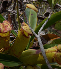 Láčkovka madagaskarská - Nepenthes madagascariensis - prodej semen - 10 ks