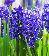 Plnokvětý hyacint Crystal Palace - Hyacinthus L. - prodej cibulovin - 1 ks