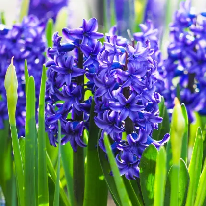 Plnokvětý hyacint Crystal Palace - Hyacinthus L. - prodej cibulovin - 1 ks