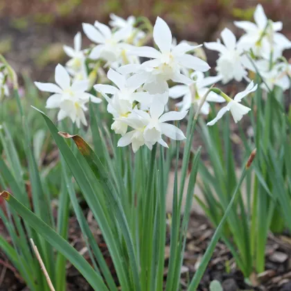 Narcis Thalia - Narcissus Thalia - prodej cibulovin - 3 ks