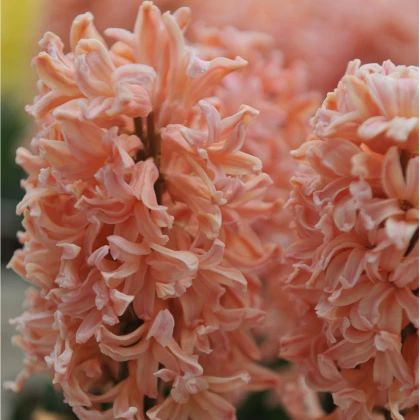Hyacint oranžový Gipsy Queen - Hyacinthus - prodej cibulovin - 1 ks
