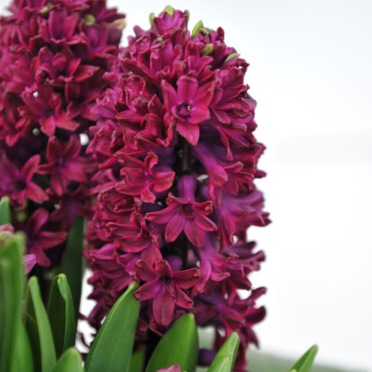 Hyacint Woodstock - Hyacinthus L. - prodej cibulovin - 1 ks