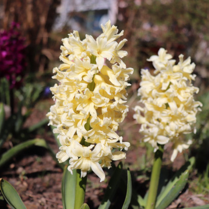 Hyacint Gipsy Princess - Hyacinthus L. - prodej cibulovin - 1 ks