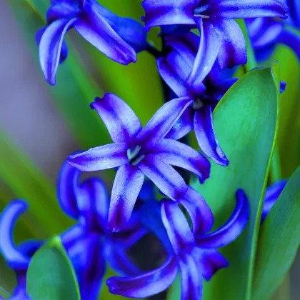 Hyacint modrý Delft Blue - Hyacinthus orientalis - prodej cibulovin - 1 ks