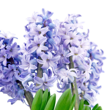 Hyacint Sky Jacket - Hyacinthus - prodej cibulovin - 1 ks