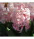 Hyacint plnokvětý Prince of Love - Hyacinthus - prodej cibulovin - 1 ks