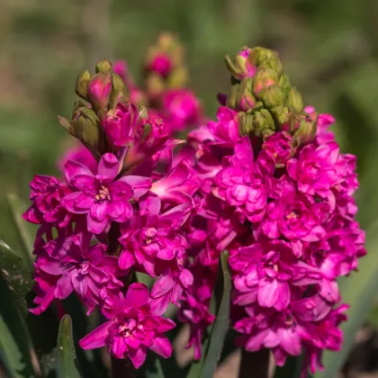 Hyacint plnokvětý Red Diamond - Hyacinthus - prodej cibulovin - 1 ks