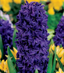 Hyacint Purple Star - Hyacinthus - prodej cibulovin - 1 ks