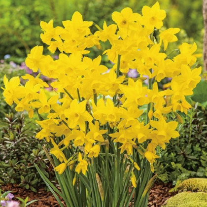 Narcis Golden Bouquet - Narcissus - prodej cibulovin - 3 ks