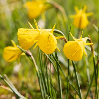 Narcis Golden bells - Narcissus bulbocodium - prodej cibulovin - 3 ks