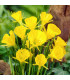 Narcis Golden bells - Narcissus bulbocodium - prodej cibulovin - 3 ks