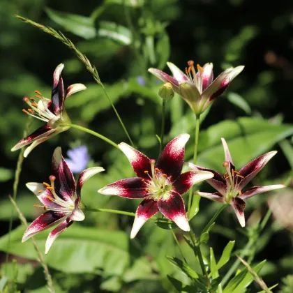 Lilie Nettys Pride - Lilium - prodej cibulovin - 1 ks