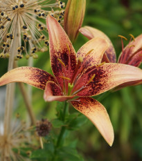 Lilie Whistler - Lilium - prodej cibulovin - 1 ks