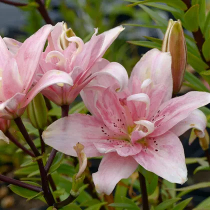 Lilie Elodie - Lilium - prodej cibulovin - 1 ks