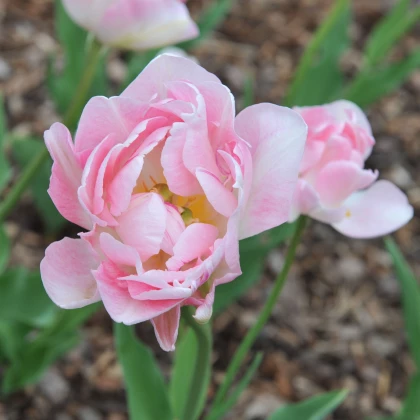 Tulipán Angelique - Tulipa angelique - cibuloviny - 3 ks