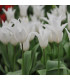 Tulipán Tres Chic - Tulipa - prodej cibulovin - 3 ks