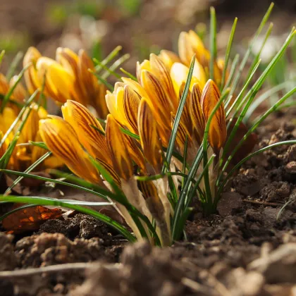 Krokus Gipsy Girl - Crocus chrysanthus - prodej cibulovin - 3 ks