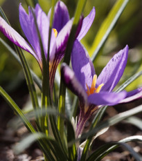 Krokus Spring Beauty - Crocus minimus - prodej cibulovin - 3 ks