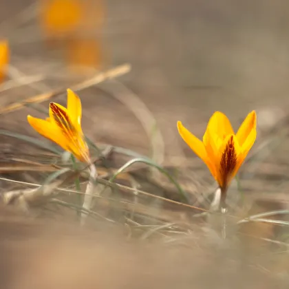 Krokus širokolistý - Crocus angustifolius - prodej cibulovin - 3 ks