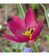 Tulipán Persian Pearl - Tulipa humilis - prodej cibulovin - 3 ks