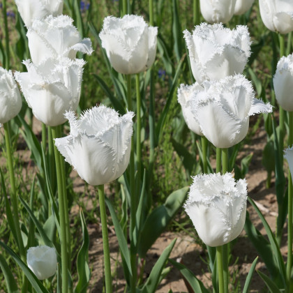 Tulipán Honeymoon - Tulipa - prodej cibulovin - 3 ks