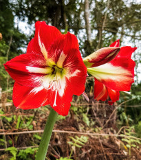 Hvězdník Barbados - Hippeastrum - prodej cibulovin - 1 ks