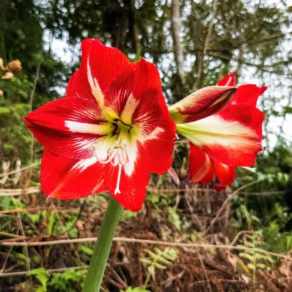 Hvězdník Barbados - Hippeastrum - prodej cibulovin - 1 ks