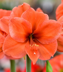 Hvězdník Orange Souvereign - Hippeastrum - cibule hvězdníku - 1 ks