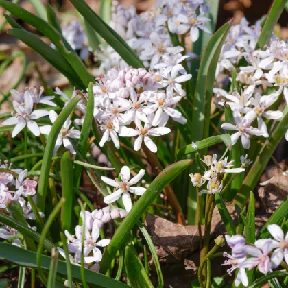 Ladoňka růžová - Scilla bifolia rosea - prodej cibulovin - 3 ks