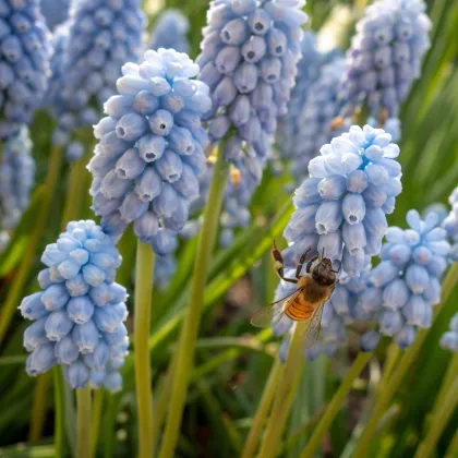 Modřenec Valerie Finish - Muscari armeniacum - prodej cibulovin - 5 ks