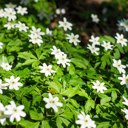 Sasanka hajní - Anemone nemorosa - prodej cibulovin - 2 ks