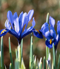 Kosatec síťkovaný Harmony - Iris reticulata - prodej cibulovin - 3 ks