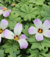 Šťavel žláznatolistý - Oxalis adenophylla - prodej cibulovin - 1 ks