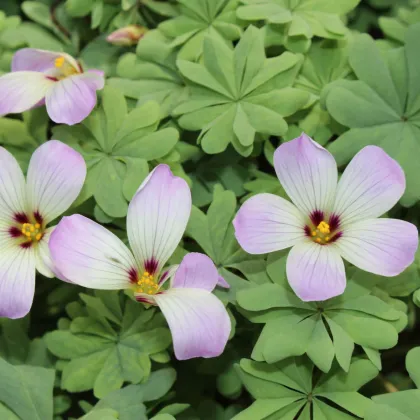 Šťavel žláznatolistý - Oxalis adenophylla - prodej cibulovin - 1 ks