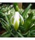 Sněženka viridi-apice - Galanthus nivalis- prodej cibulovin - 3 ks