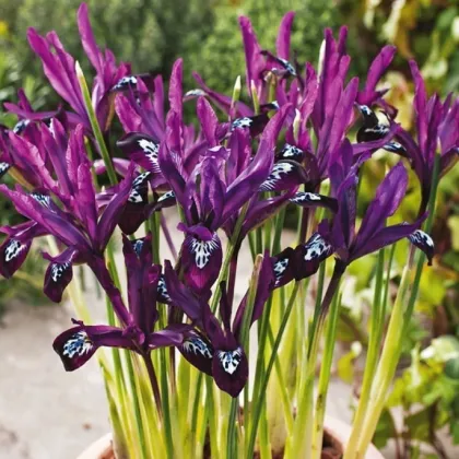 Kosatec síťkovaný Pauline - Iris reticulata - prodej cibulovin - 3 ks