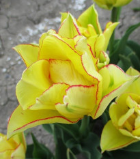 Tulipán Aquilla – Tulipa – cibuloviny – prodej tulipánů