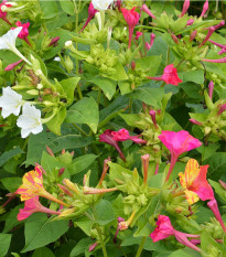 Nocenka jalapovitá Broken colors - Mirabilis jalapa - prodej semen - 6 ks