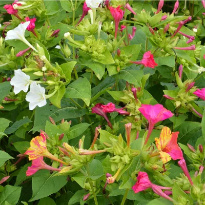 Nocenka jalapovitá Broken colors - Mirabilis jalapa - prodej semen - 6 ks