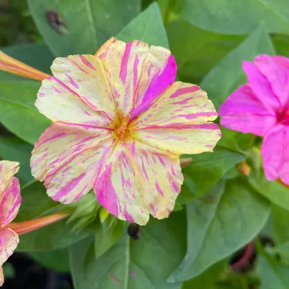 Nocenka jalapovitá Broken colors - Mirabilis jalapa - prodej semen - 6 ks