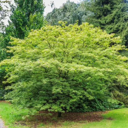 Javor japonský zelený - Acer palmatum - prodej semen - 5 ks